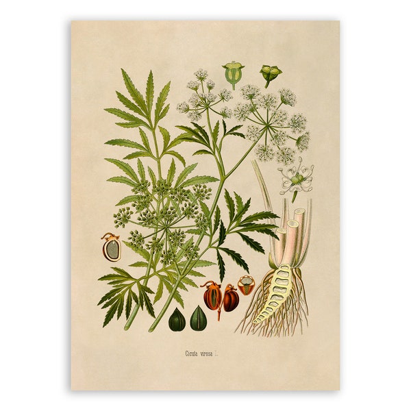 Water Hemlock Poison Plant Print, Medicinal Plants Botanical Illustration,  Vintage Style Reproduction, MOBO 223