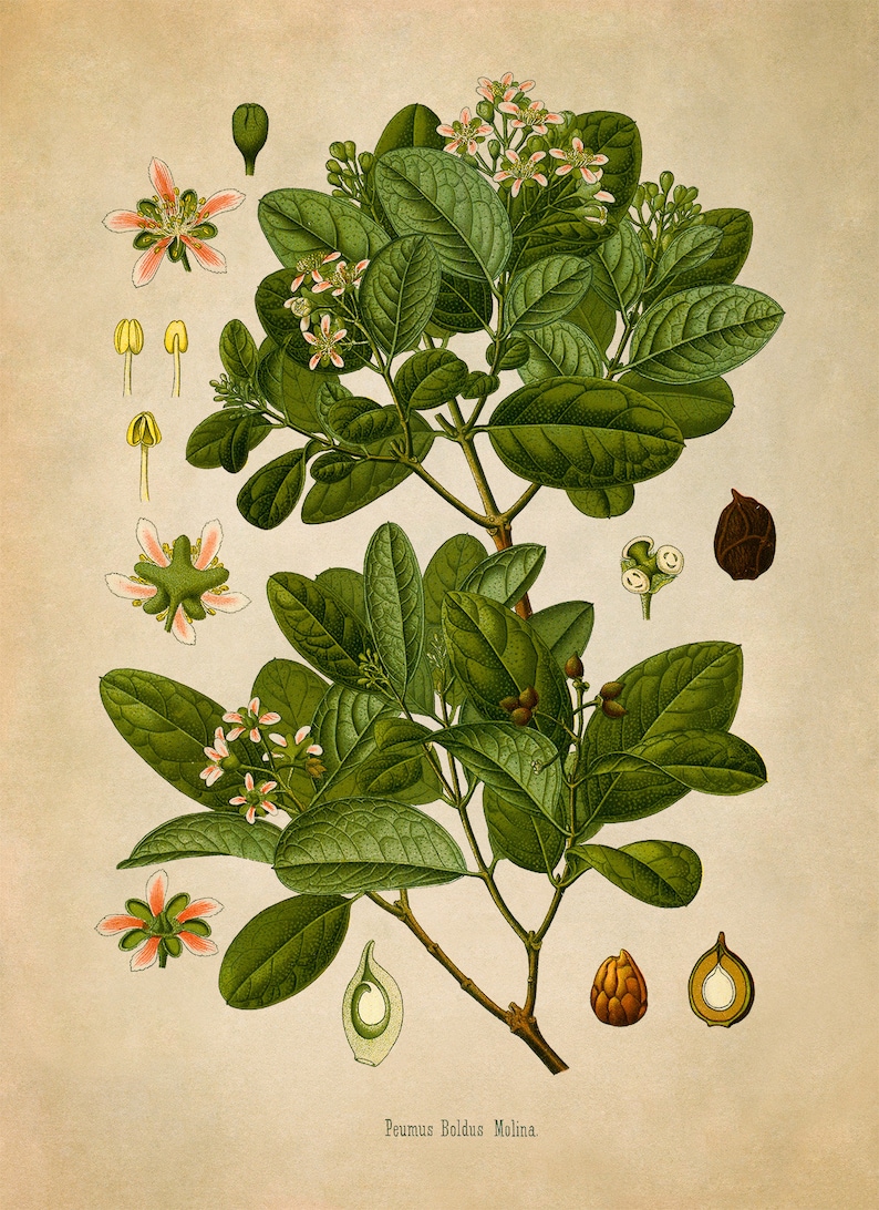 Impression de plante arbre boldo, illustration botanique de plantes médicinales, reproduction de Style vintage, MOBO 261 Vintage