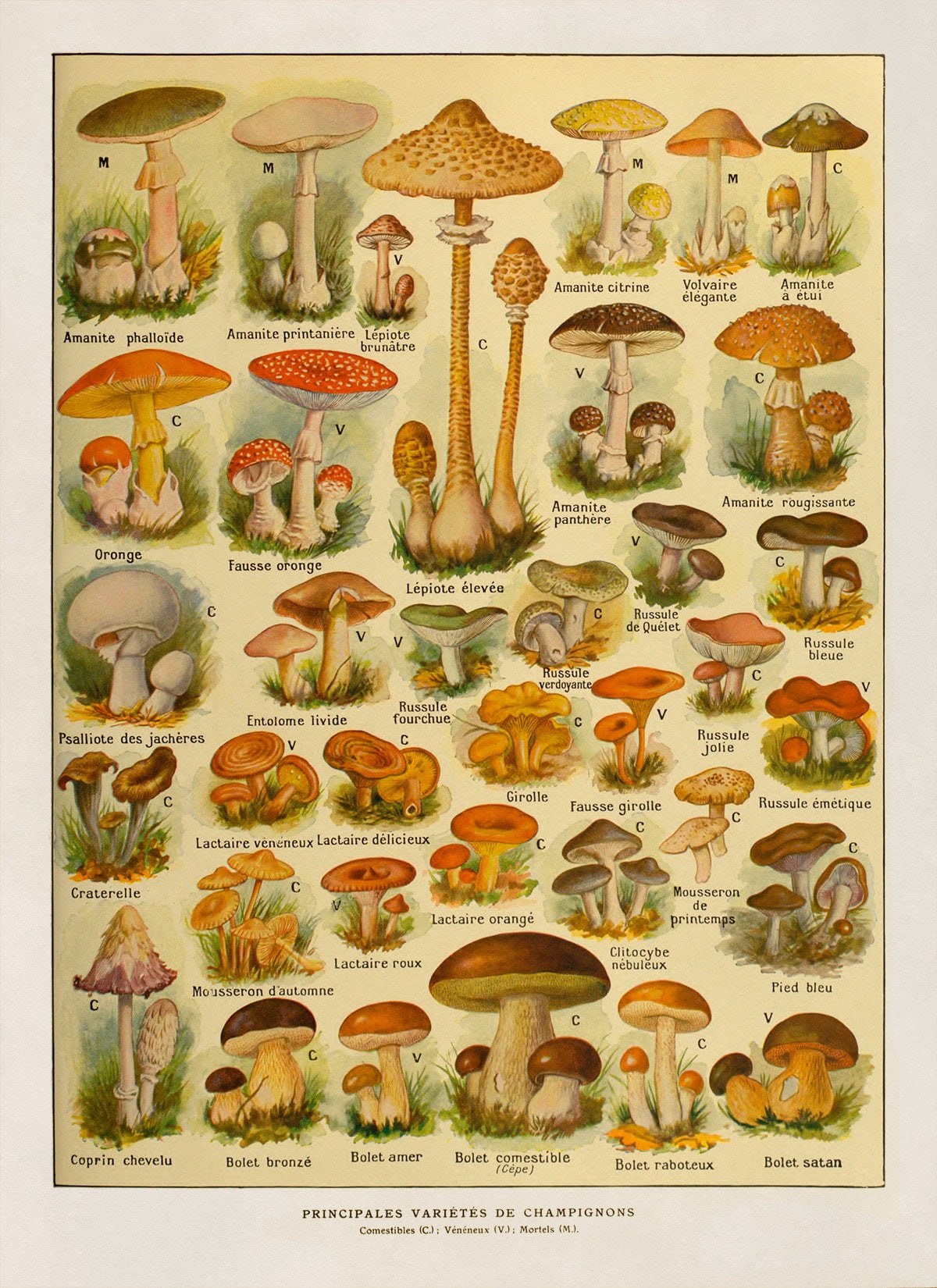 ◆mushroom◆ Mushroom Variety Botanical Print, Vintage Scientific