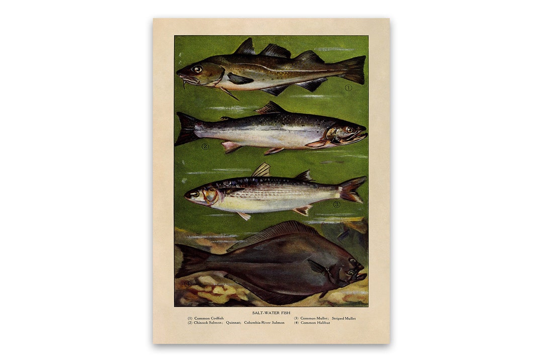 Salt Water Fish Print, Old Fishing Illustration, Kitchen Decor Poster ...