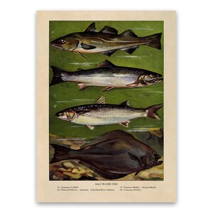 Salt Water Fish Print, Old Fishing Illustration, Kitchen Decor Poster, 1900s Fishermen Artwork GEO35