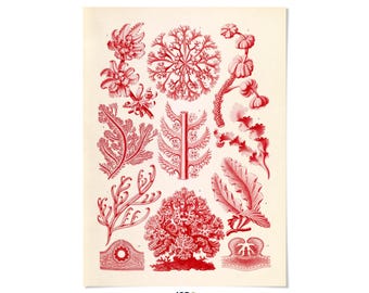Red Algae Print: Vintage Ernst Haeckel Sea Life Illustration Art, NH31