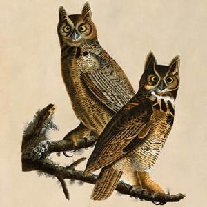 Audubon Horned Owl Print, Vintage Bird Illustration, AOB60 Classic