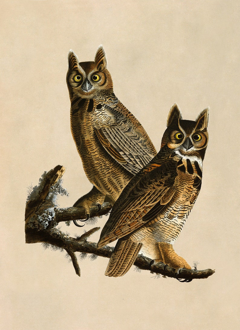 Audubon Horned Owl Print, Vintage Bird Illustration, AOB60 Classic