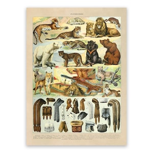Animal Species Print, Adolphe Millot Fur Animals Poster, Mammal Scientific Illustration, AM98
