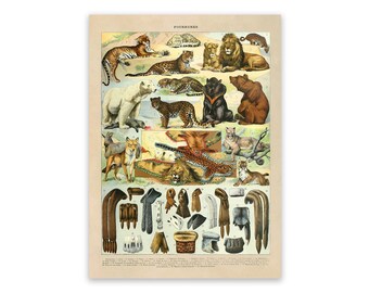 Illustrated Mammals Print - Natural History Nursery Art - Etsy Canada