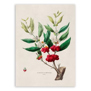 Coffee Plant Print, Vintage Style Botanical Illustration, Premium Reproduction, FDA36