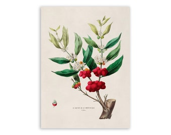 Vintage Coffee Plant Print: Botanical Illustration, Flore D'Amerique, FDA36