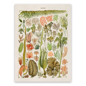 Vintage Algae Species Print: Adolphe Millot Seaweed Illustration, AM69