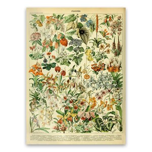 Flower Species Print, Vintage Style Floral Illustration, Adolphe Millot Flowers Chart Poster, Botanical Botany Artwork, AM15