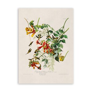 May include: A botanical print featuring the Trumpet Flower vine with green leaves and clusters of orange-red and yellow blossoms. Several small hummingbirds are depicted in various flight positions around the flowers. Text at the bottom reads.