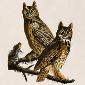 two owls sitting on top of a tree branch