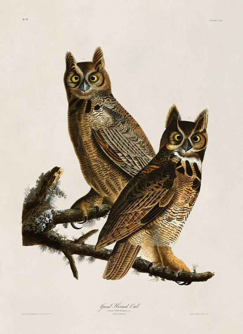 two owls sitting on top of a tree branch