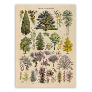Ornamental Trees Chart, Scientific Botany Illustration, AM75