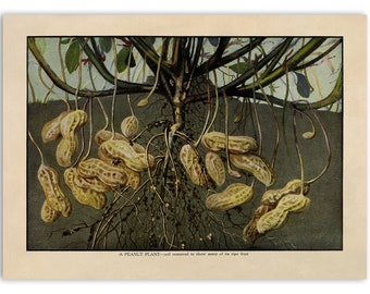 Peanut Plant Print, Old Peanuts Illustration, Kitchen Decor Poster, 1900s GEO50