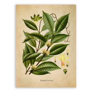 Borneo Rubber Tree Plant Print, Medicinal Plants Botanical Illustration, Vintage Style Reproduction, MOBO 217