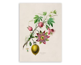 Vintage Passion Flower Print: Botanical Illustration Art, FDA42