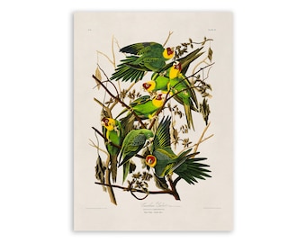 Carolina Parakeet Bird Print, Vintage Style Audubon Poster, Birds Of America Illustration,  AOB26