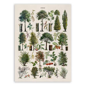 May include: A botanical print on a light cream background featuring a collection of various trees, shrubs, and foliage illustrations. The word ARBRES is printed in small black letters at the top center, accompanied by detailed depictions of bark.