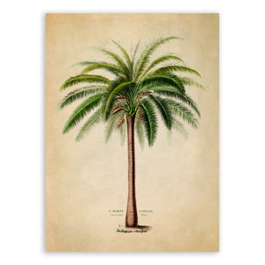 Palm Tree Print, Vintage Style Botanical Illustration, Premium Reproduction, FDA66