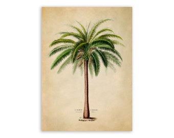 Palm Tree Print, Vintage Style Botanical Illustration, Premium Reproduction, FDA66