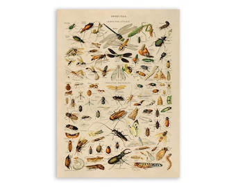 Insect Species Print, Vintage Style Insect Illustration, Adolphe Millot Biology Chart Poster, Insect Specimen Artwork, AM11