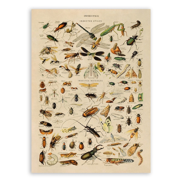 Insect Species Print, Vintage Style Insect Illustration, Adolphe Millot Biology Chart Poster, Insect Specimen Artwork, AM11