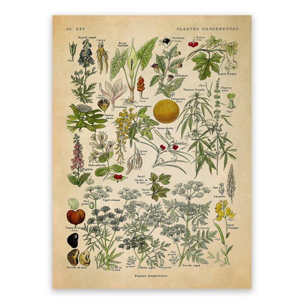 Scientific Illustration Prints Etsy