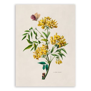 Yellow Jasmine Botanical Print: Vintage Style Flower Illustration, FDA108