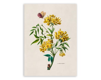 Yellow Jasmine Flower Print, Vintage Style Botanical Illustration, Premium Reproduction, FDA108