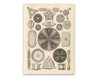 Diatom Algae Illustration, Vintage Style Ernst Haeckel Scientific Biology Print, Plant Life Art, Nature Wall Decor, NH2