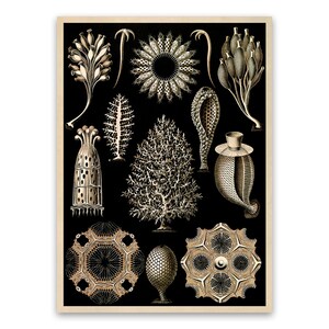 Calcareous Sponges Oceanography Print, Vintage Style Ernst Haeckel Marine Life Art, Nautical Wall Decor, NH70
