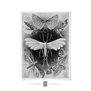 Moths Illustration Print, Vintage Style Ernst Haeckel Scientific Biology Print, Insect Wall Decor, NH8 image 1