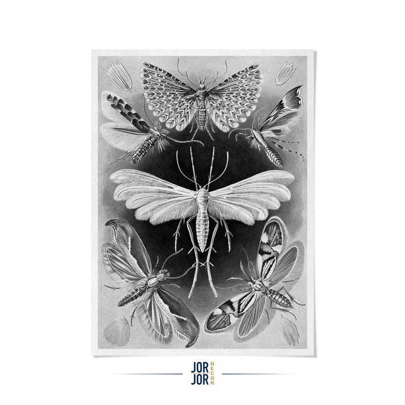 Moths Illustration Print, Vintage Style Ernst Haeckel Scientific Biology Print, Insect Wall Decor, NH8 image 1