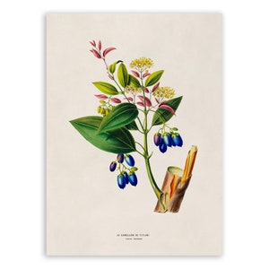 Cinnamon Tree Print, Vintage Style Botanical Illustration, Premium Reproduction, FDA191