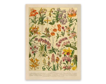 Puede incluir: Una lámina botánica sobre un fondo color crema que presenta una colección detallada de diversas especies de orquídeas. La ilustración muestra numerosas flores en tonos naranja, amarillo, morado, rosa y blanco, con etiquetas numeradas y texto.