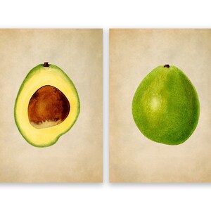 Avocado Print Set of 2, Tropical Fruit Wall Art, Vintage Style Reproduction Prints, COM08