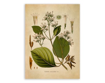 Cinchona Tree Plant Print, Medicinal Plants Botanical Illustration, Vintage Style Reproduction, MOBO 197