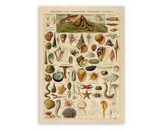 Vintage Mollusks Print: Adolphe Millot Marine Life Chart, AM47