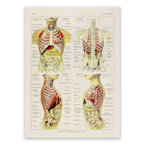 Human Abdomen Anatomy Chart Print, Scientific Illustration, 3 Color Options AM79