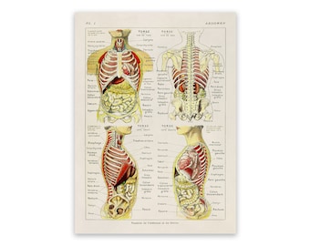 Human Abdomen Anatomy Chart Print, Scientific Illustration, 3 Color Options AM79