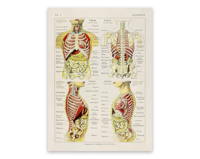 Human Abdomen Anatomy Chart Print, Scientific Illustration, 3 Color