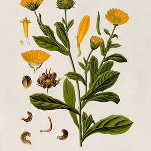 Pot Marigold Botanical Print, Vintage Orange Calendula Flower Illustration, Garden Study Art, MOBO 263 image 4