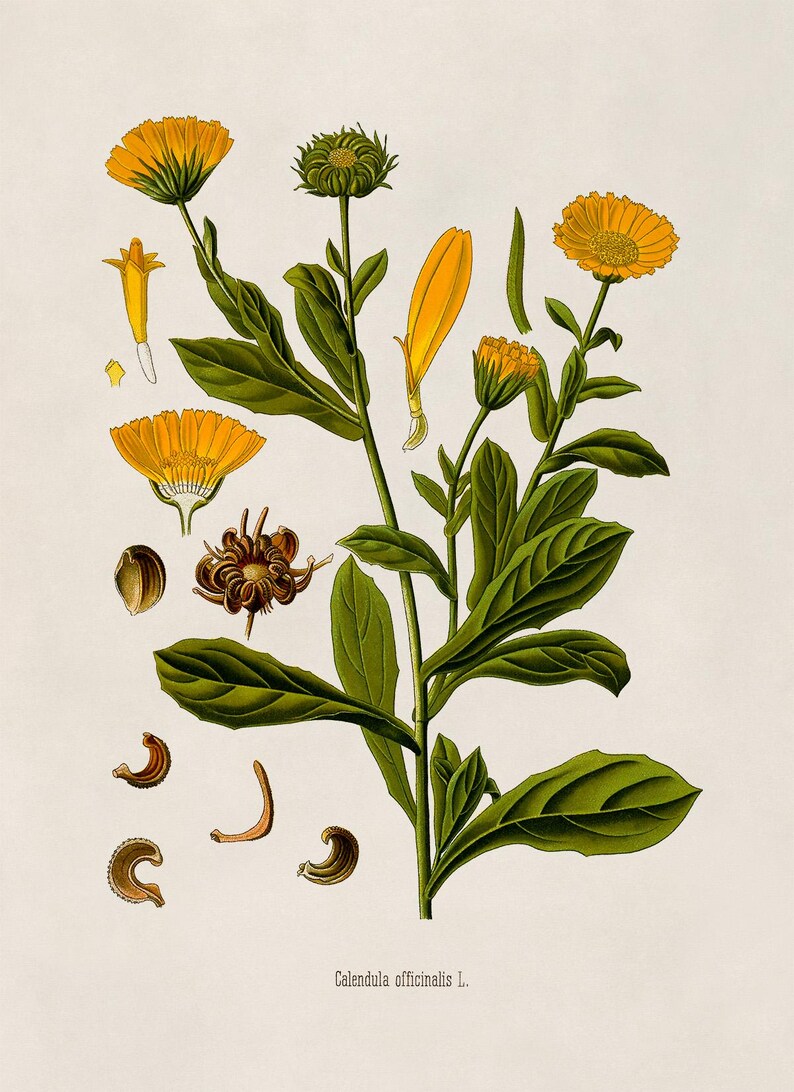 Pot Marigold Botanical Print, Vintage Orange Calendula Flower Illustration, Garden Study Art, MOBO 263 image 4
