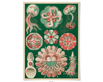 Jellyfish Oceanography Print: Ernst Haeckel Sea Life Illustration Art, NH16
