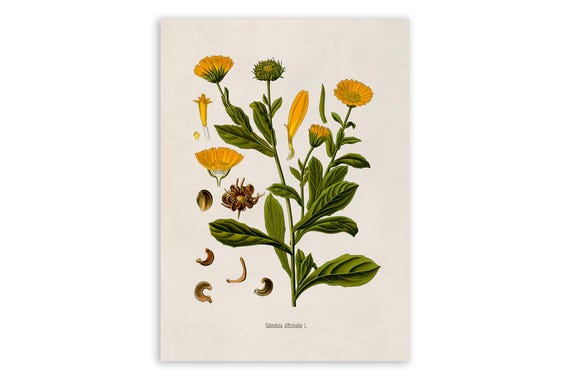 Pot Marigold Plant Print, Medicinal Plants Botanical Illustration, Vintage Style Reproduction, MOBO 263