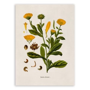 May include: A vintage botanical illustration of Calendula officinalis, also known as pot marigold, featuring a detailed depiction of the plant's leaves, flowers, and seeds. The illustration is in a traditional style with delicate lines and vibrant colors.