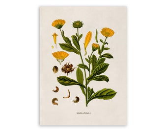 Pot Marigold Plant Print, Medicinal Plants Botanical Illustration,  Vintage Style Reproduction, MOBO 263