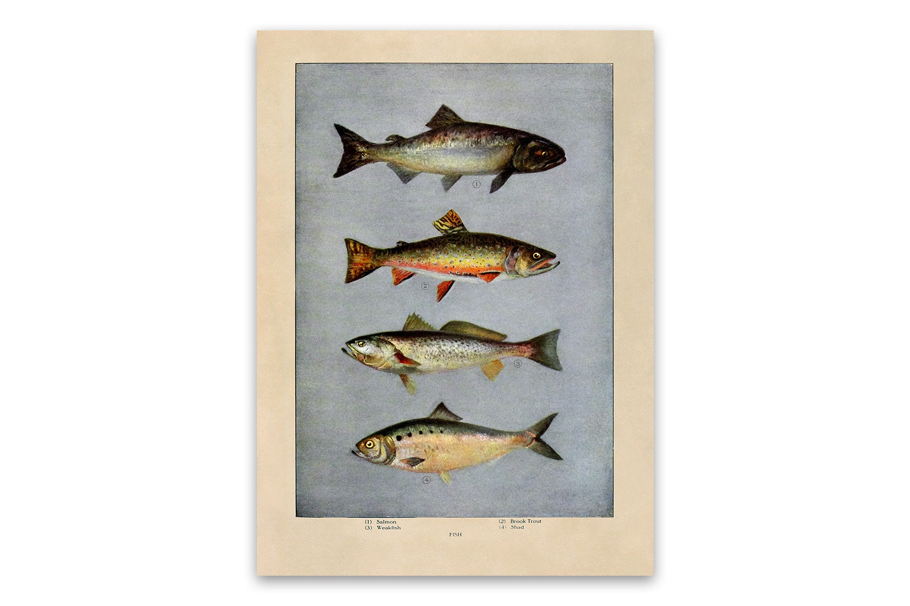 Publicité Ancienne Originale 1905 - Cannes Acier Bristol Horton Mfg Co, Pêche Truite/saumon