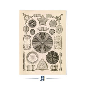 Vintage Diatom Algae Print: Ernst Haeckel Diatom Biology Illustration, NH2